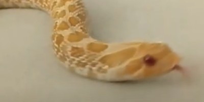Denver snake